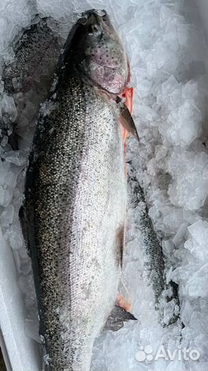 Продаю рыбу