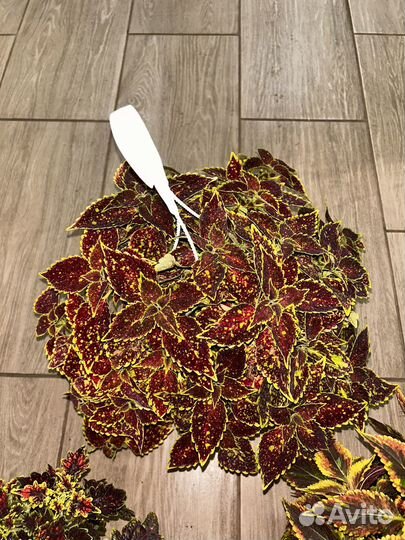 Кашпо с колеусом