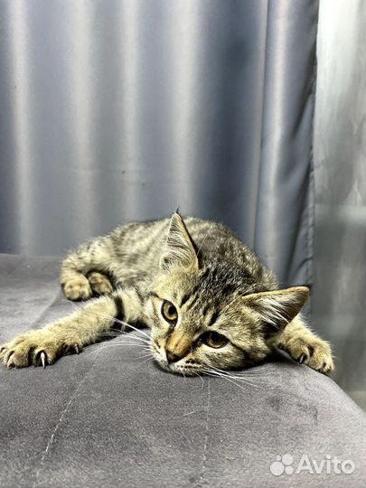 Кошка в дар бесплатно