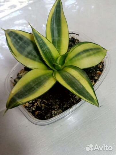 Сансевиерия голден Ханни