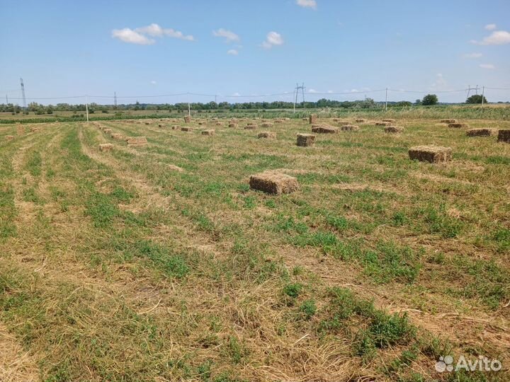 Сено в тюках