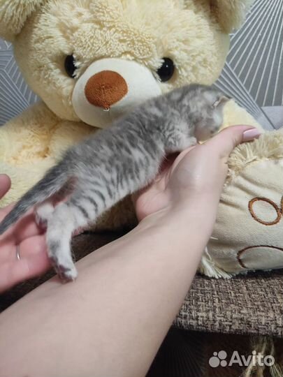 Шотландские шиншиллы
