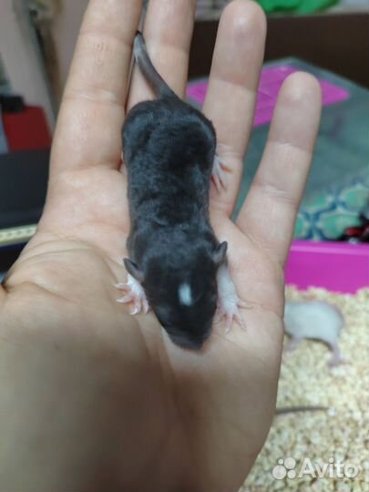 Крысята дамбо вельветин