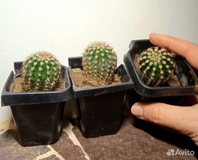 Кактус