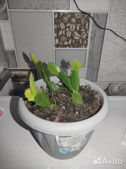 Декабрист шлюмбергера