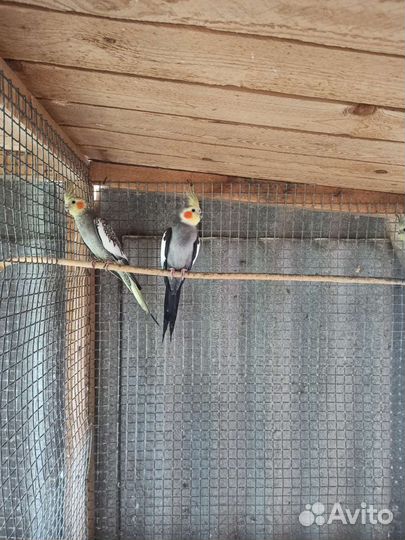 Кореллы и волнистые попугаи