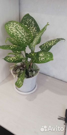 Диффенбахия с Традесканцией