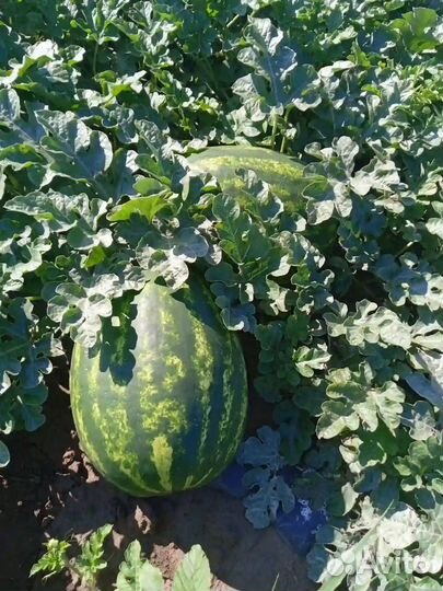 Арбуз каристан