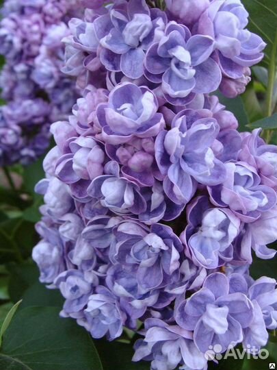 Сирень Ами Шотт махровая п9