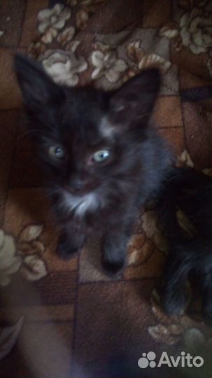 Черные котята в дар