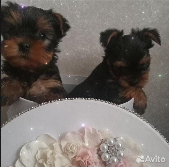 Йоркширский терьер