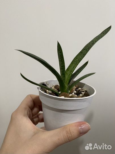 Суккуленты