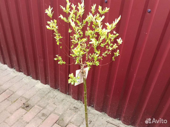 Ива Хакура нишики