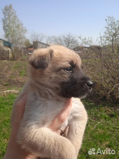 Щенки в добрые руки