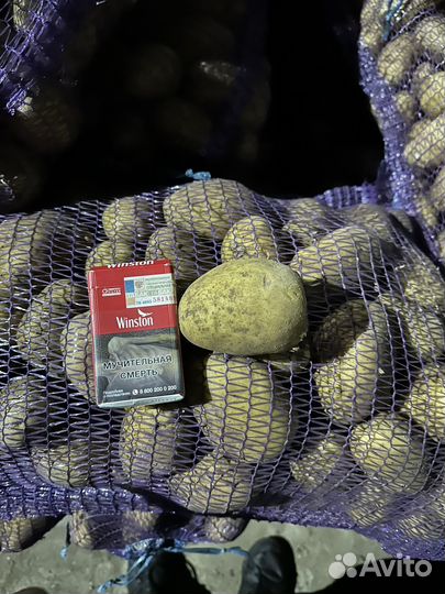 Картофель оптом