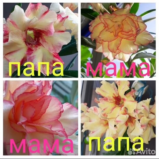 Семена Адениума ручного опыления