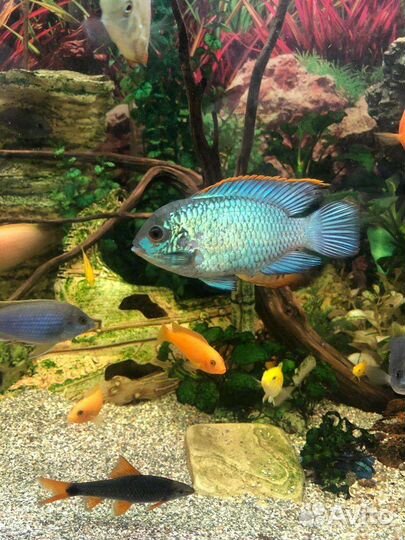Аквариумные рыбки Цихлиды