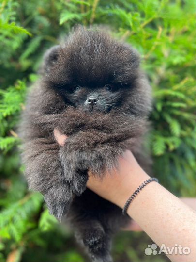 Померанский шпиц мини