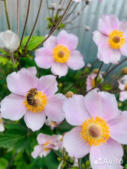 Анимона японская