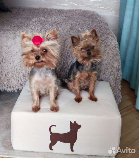 Лесенки,ступени,лежанка для собак