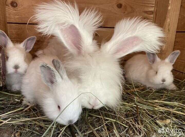 Снуд пуховый из кроличьей пряжи Ангора