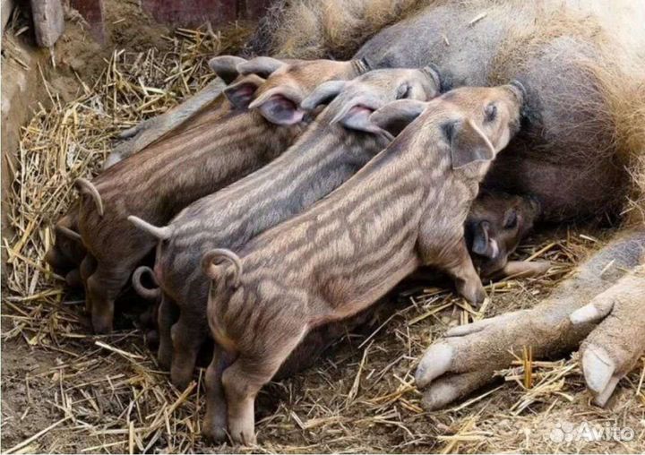 Поросята