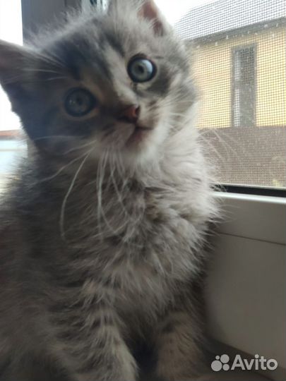 Котята в дар