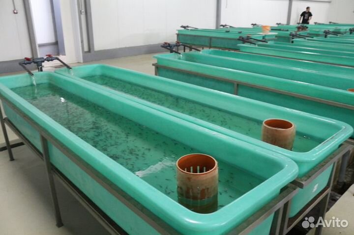 Ищу партнера для разведение рыбы, раков на турбазе