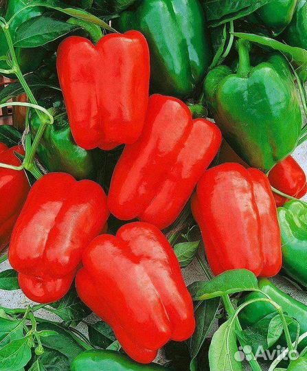 Рассада сладкого перца, помидор, капусты