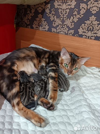 Бенгальские котята