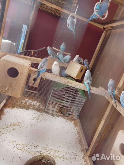 Продаётся попугайчики с клеткой