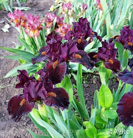 Ирисы карликовые