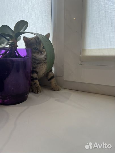 Шотландский вислоухий мальчик