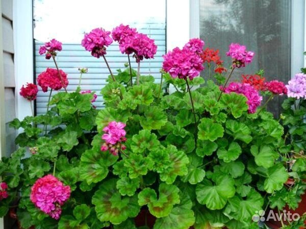 Герань (пеларгония)