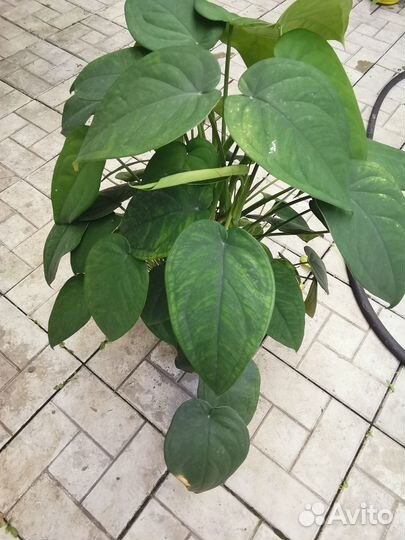 Филодендрон