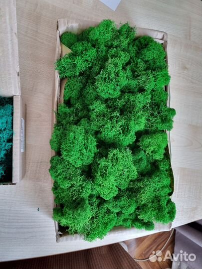 Стабилизированный мох