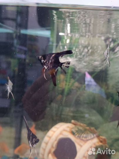 Домашние животные и рыбки