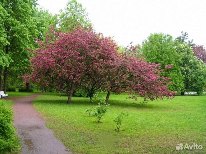 Яблоня декоративная Высота от 100см