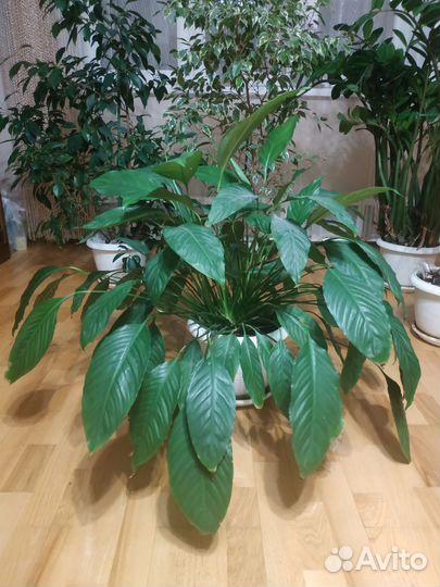 Цветок Спатифиллум высота 85 см