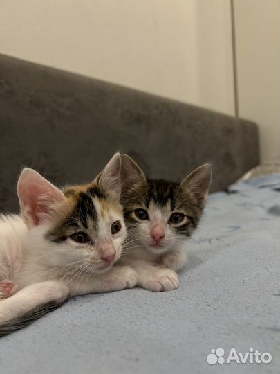 Котята