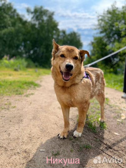 Собака в добрые руки отдам бесплатно