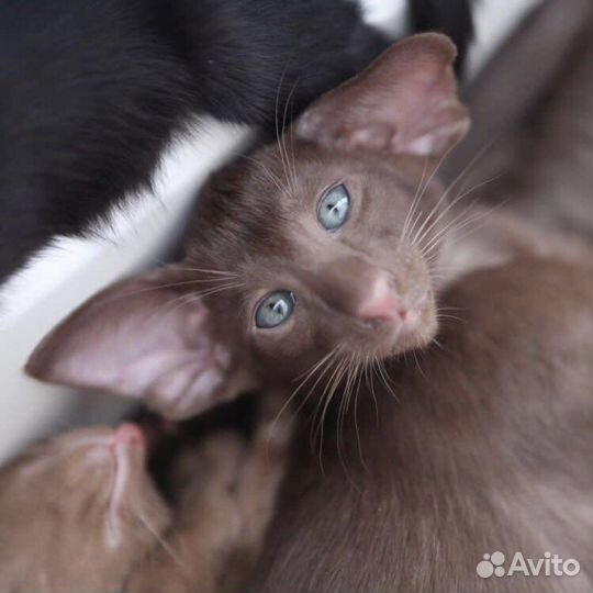 Шоколадный котик