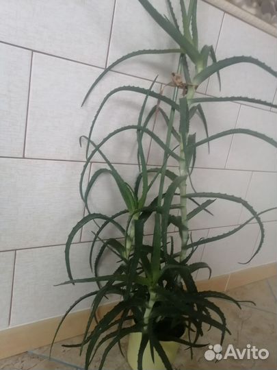 Алоэ древовидное, столетник, доктор