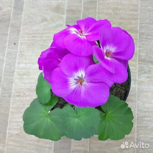 Пеларгония герань