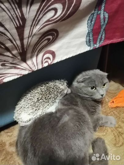 Африканский карлик