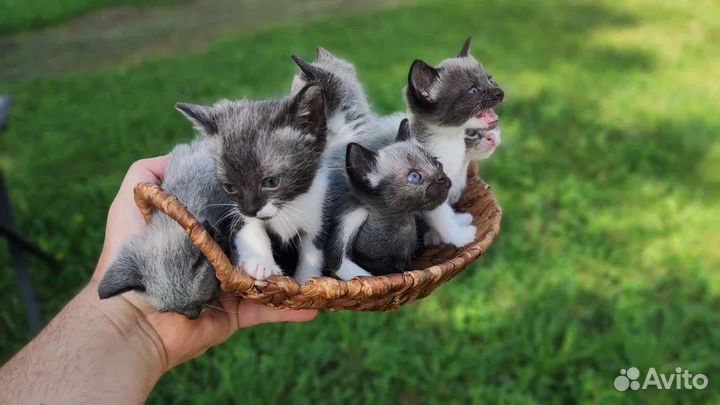 Отдам котят