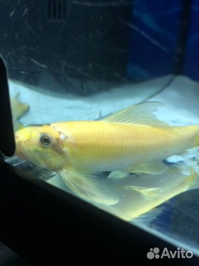 Гиринохейлус