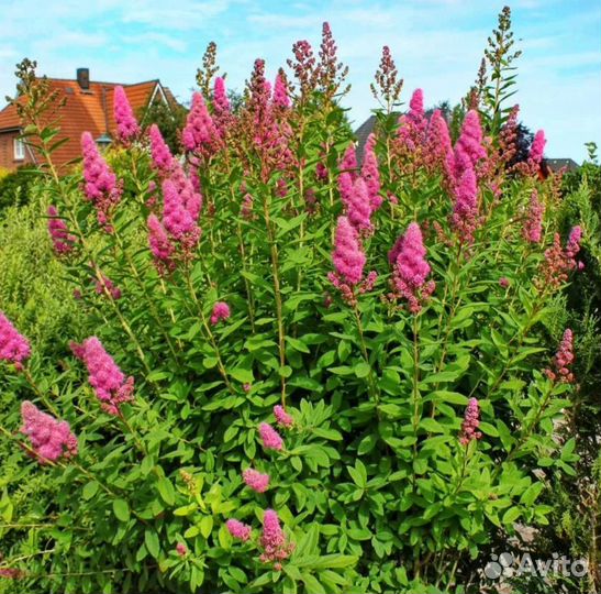 Спирея иволистная розовая