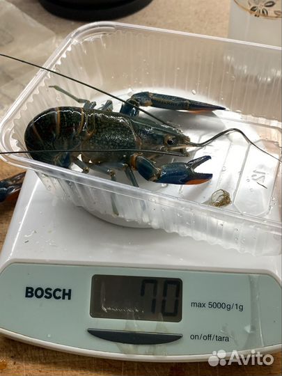 Рак австралийский красноклешневой