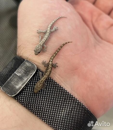 Геккон лугубрис (траурный геккон)